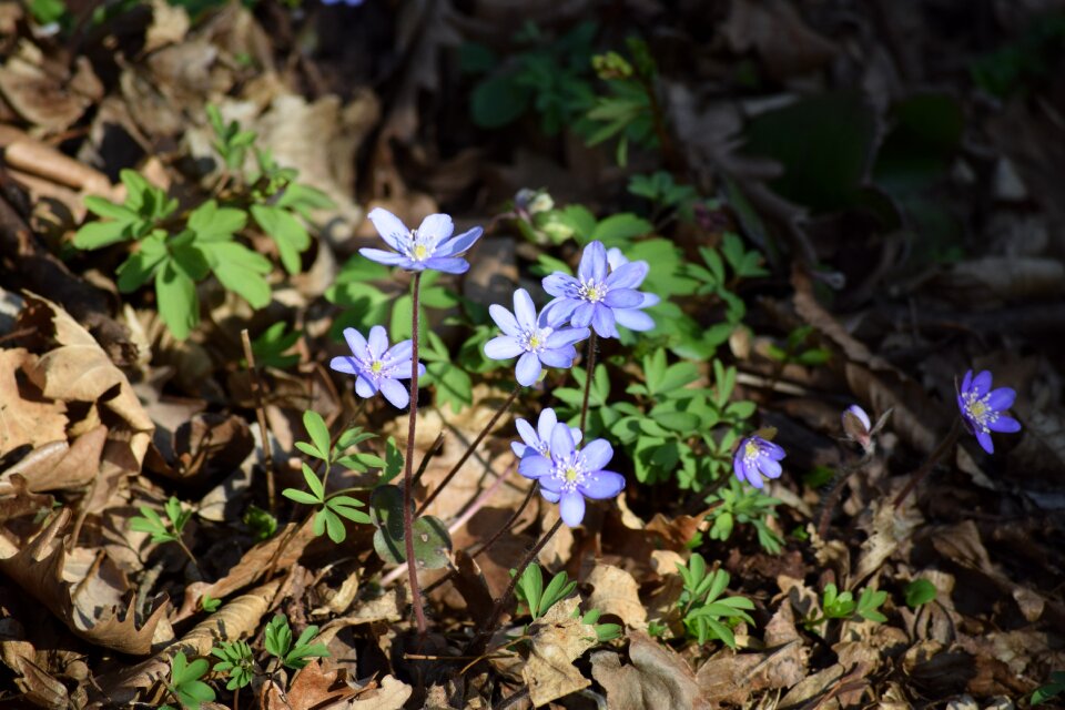 Blooms at forest open