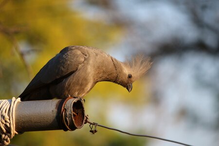 Pole nature photo