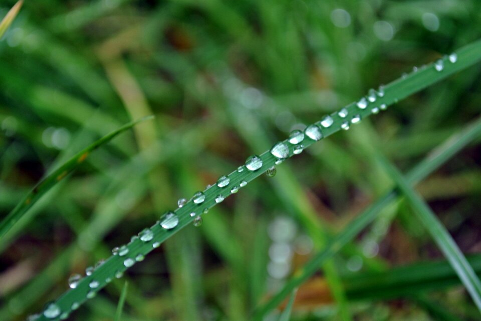 Close up beaded blade of grass