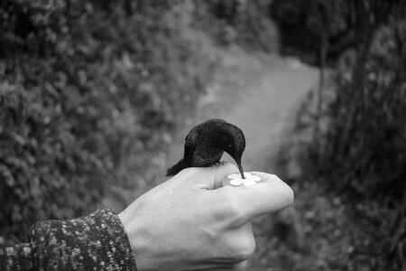 Animals creative pen