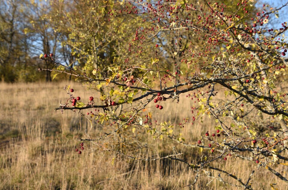 Berries red nature