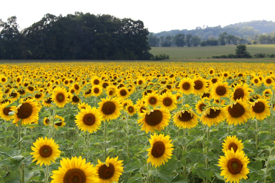 Yellow agriculture