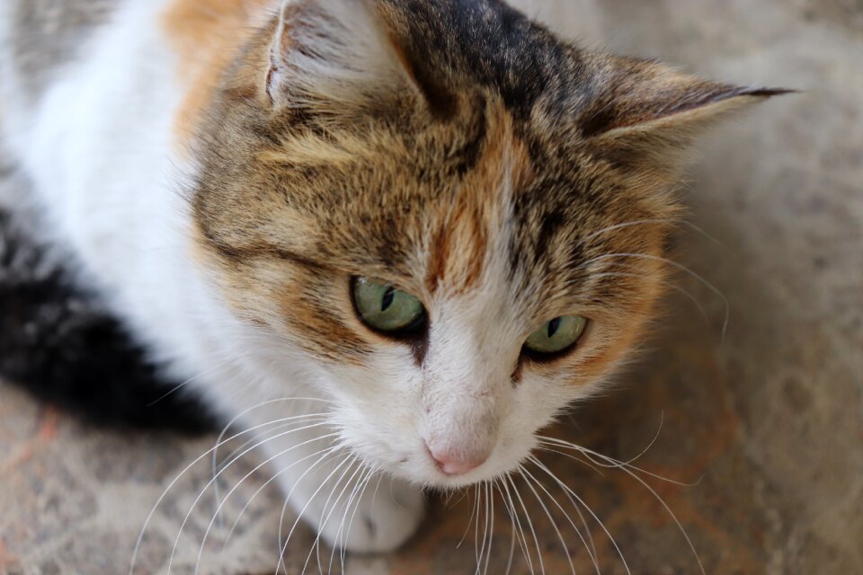 Cat animal tiger