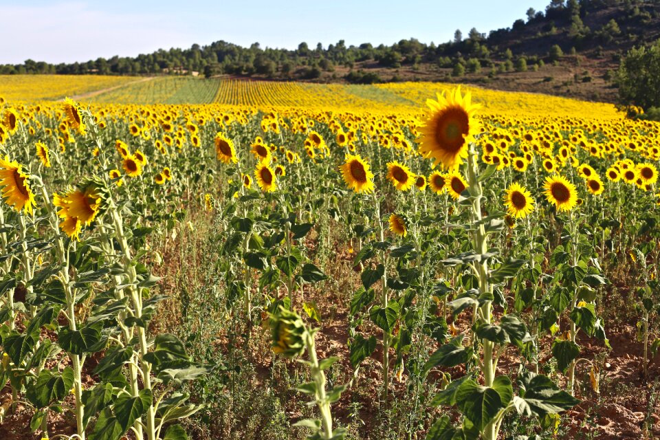 Sunflower sun summer