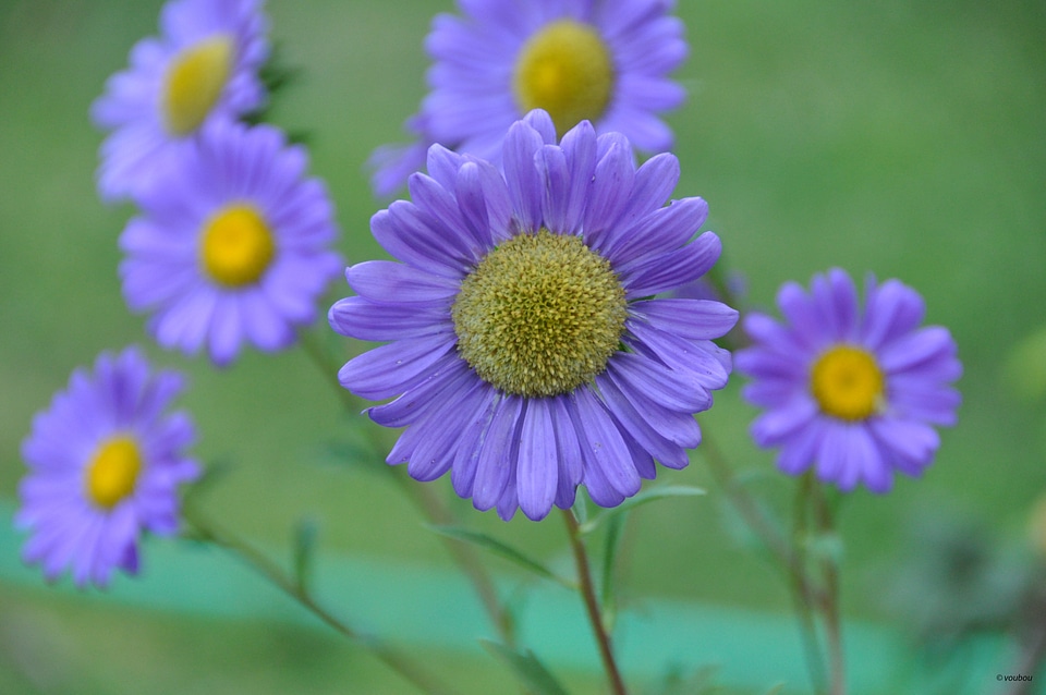 Green beautiful flowers photo