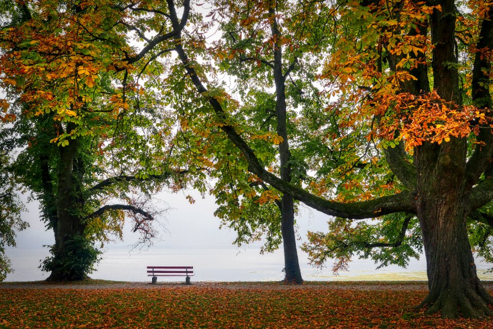 Park leaves tree