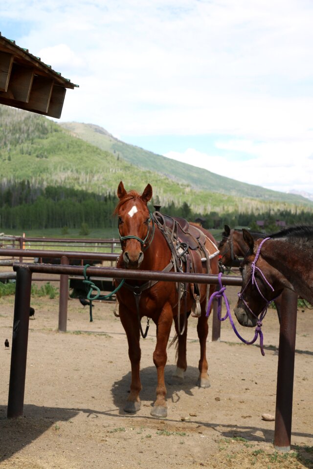 Nature equestrian animal animals