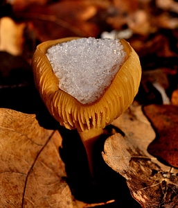 Winter nature forest