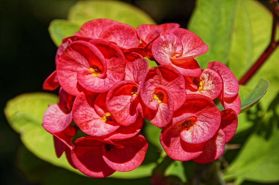 Plant nature close up