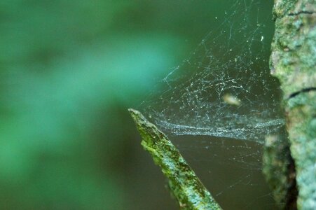 Macro trap dew