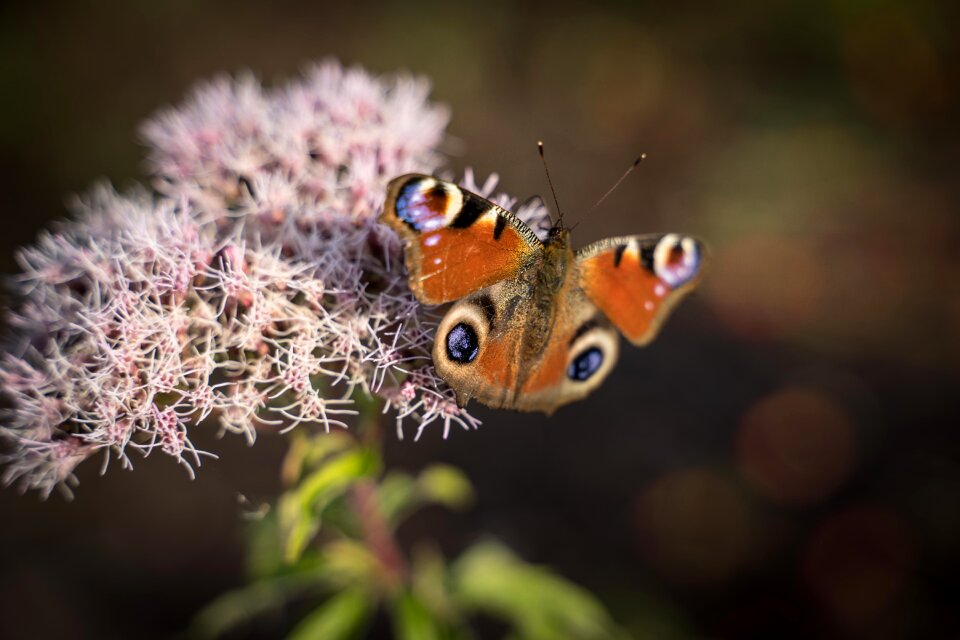 Insect macro tender