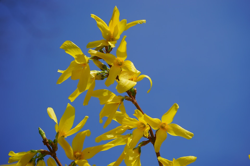 Blossom bloom bush