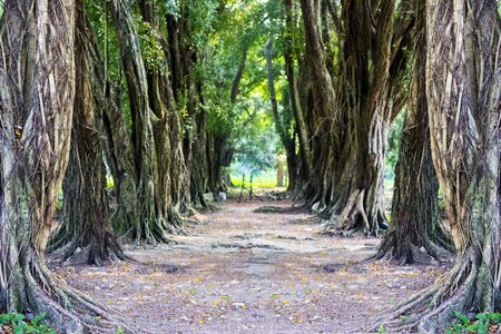 Tunnel nature forest photo