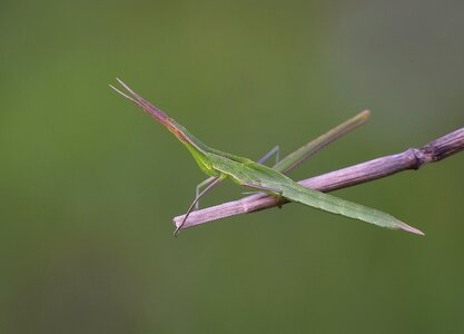 Bitki çekire grasshopper
