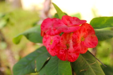 Plant garden