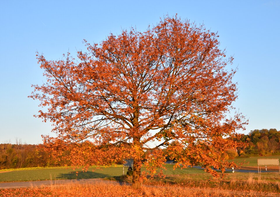 Emerge nature fall foliage