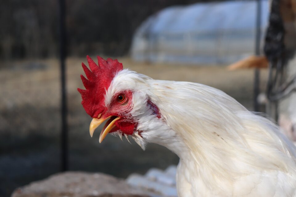 Wonderland bird animal photo