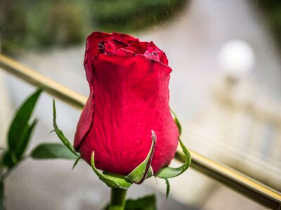 Rose close up red