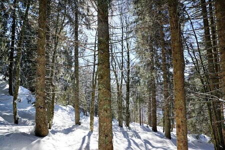 Snow fir tree spruce photo