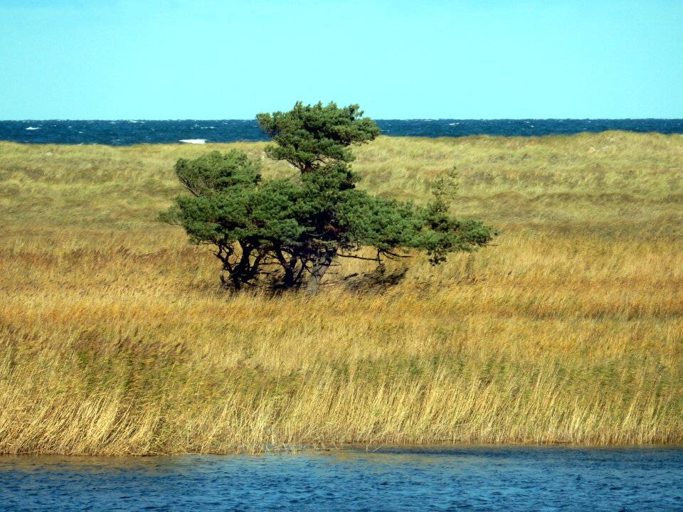 Darß windfluechter reed