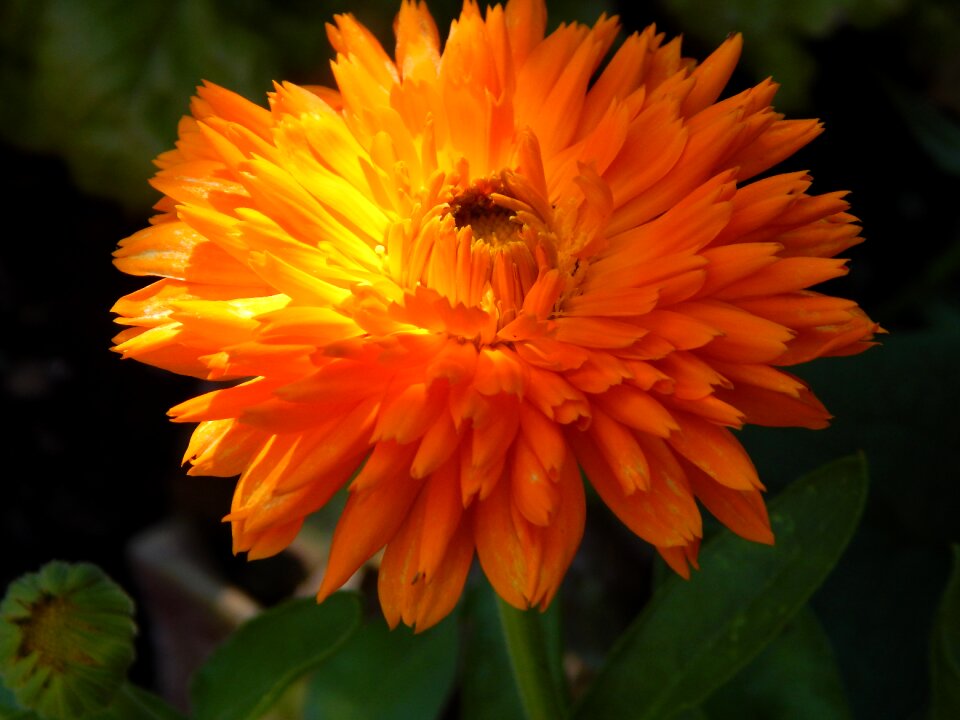 Orange plant medicinal plant photo