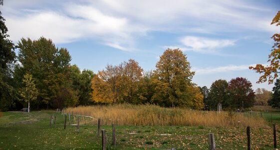 Trees mood leaves