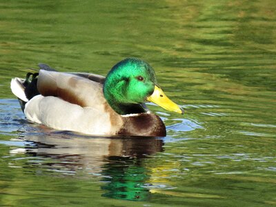 Drake swim colorful photo