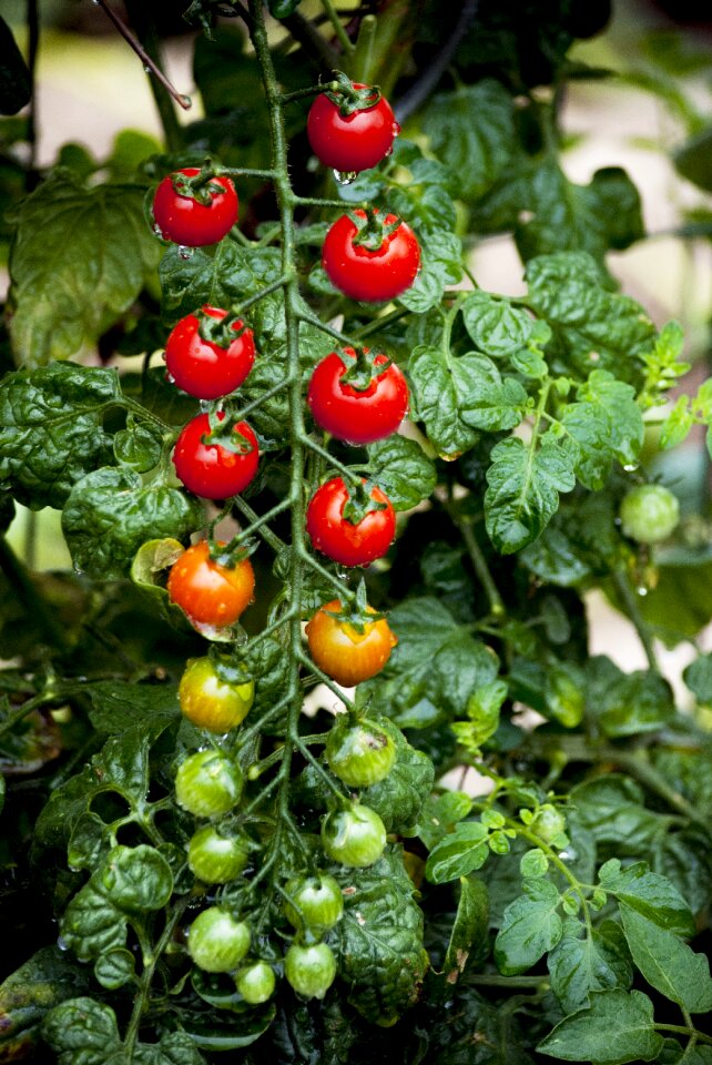 Kerstomaat cherrytomaat cherry tomatoes