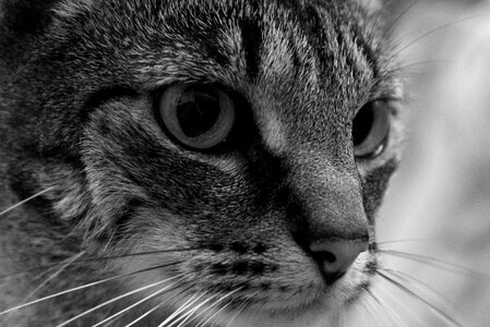 Whiskers tabby pet photo