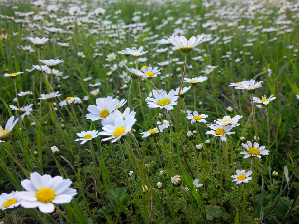 Nature summer daisies
