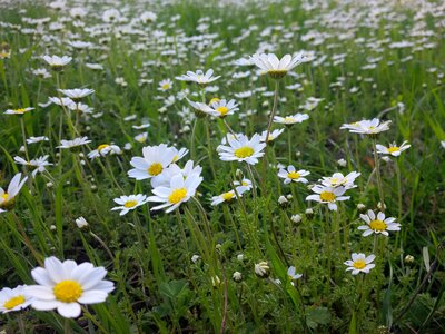 Nature summer daisies photo