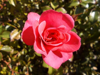 Rose bloom floribunda flowers