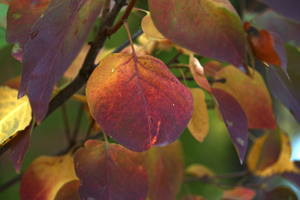 Casey tree autumn
