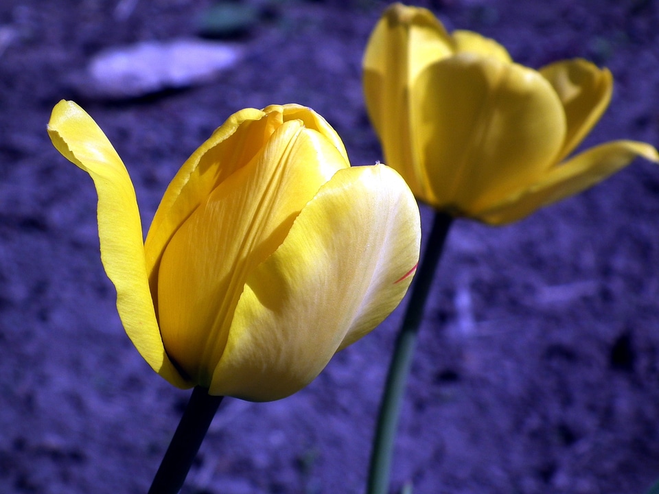 Garden flower spring bright