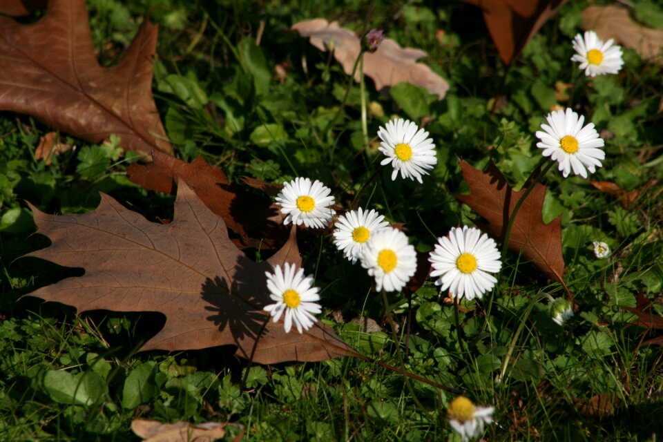 Oak leaves meadow autumn mood