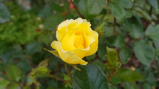 Flowers nature love