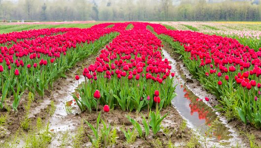 Canada holland landscape