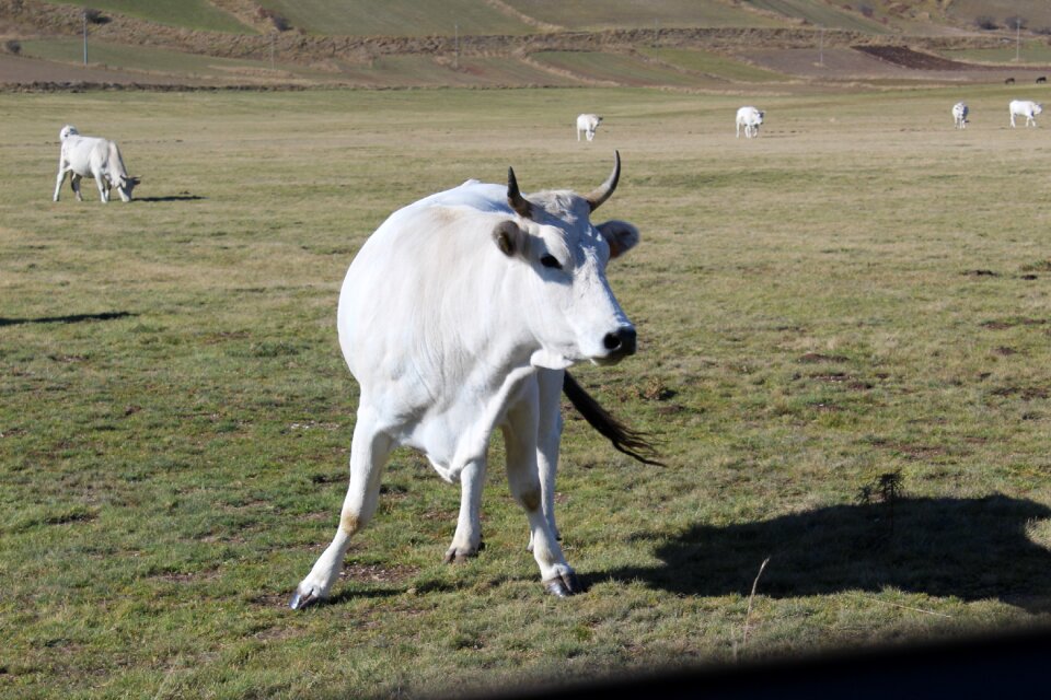 Cows pasture cattle