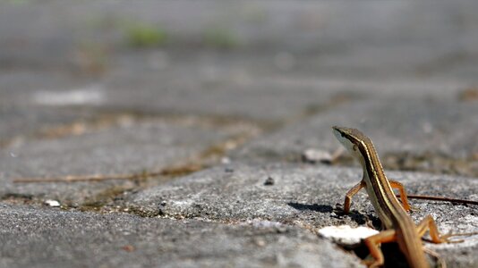 Reptiles lizard animal