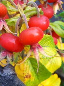 Berry nature macro