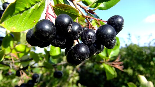 Nature chokeberry berry