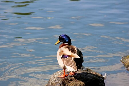 Water bird duck photo