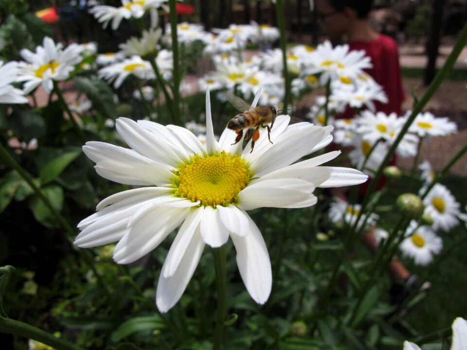 Honey nature summer
