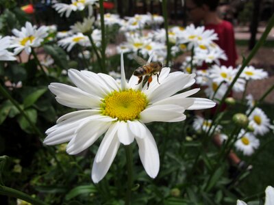 Honey nature summer