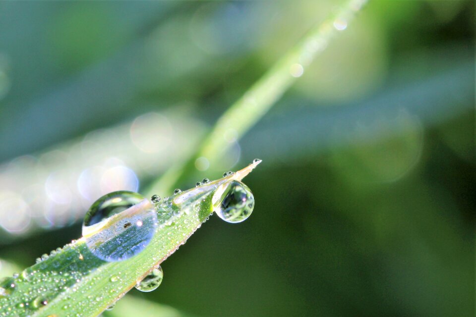 Macro nature drop of water
