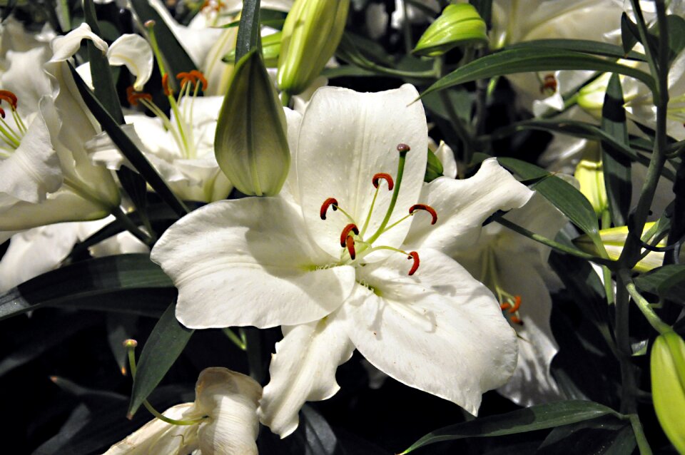 Flower blossom plant