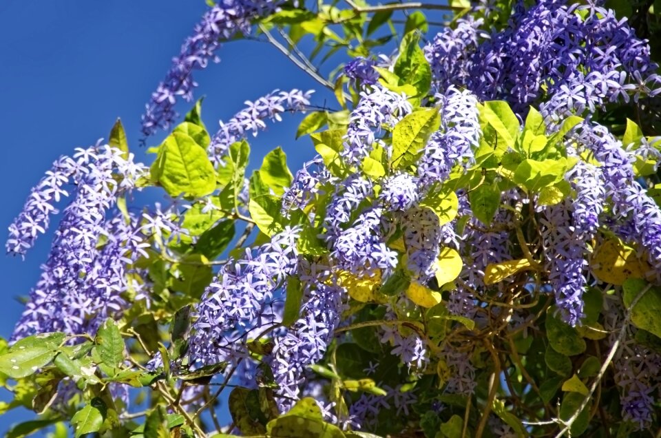 Plant nature close up