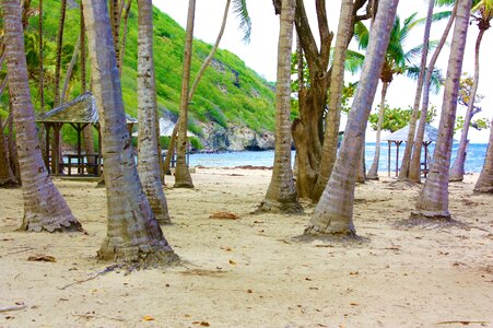 Terre-de-haut palm sand photo