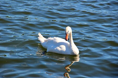 Water bird swan