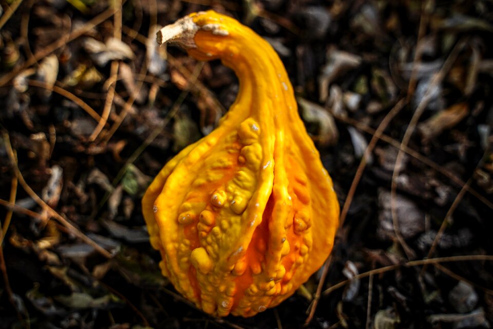 Halloween autumn decoration autumn motives